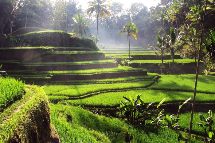 Ubud tegalalang terrace terraces viagem motivos incluir agung