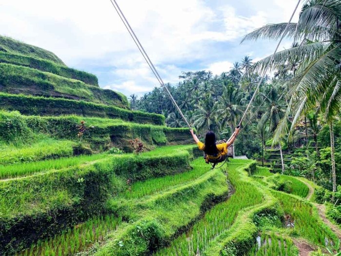 Rice terraces bali tegalalang ubud guide route do around ultimate