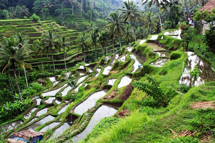 Rice bali tegalalang mytravelemotion terrace