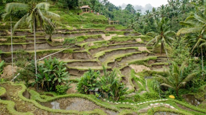 Terasering ubud