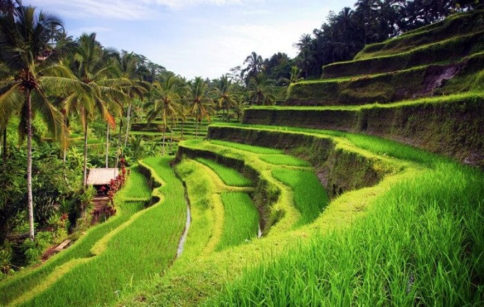 Terasering ubud