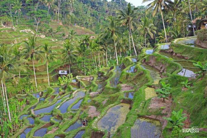 Tegalalang ubud rice terraces bali around