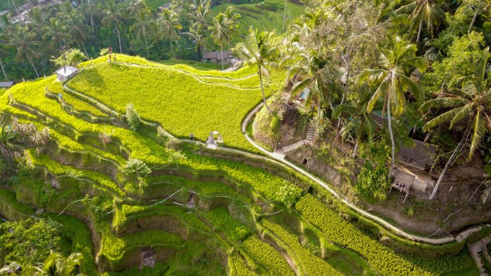 Tegalalang terasering ubud sawah toni desa