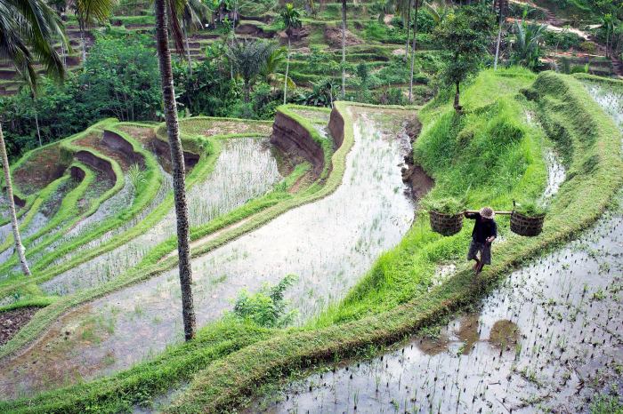 Rice ubud fields tegalalang terrace bali ultimate guide getyourguide partner become powered