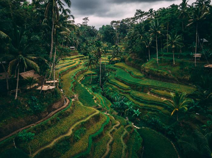 Tegalalang fields ubud bali travagsta