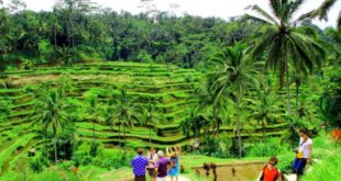 Tegalalang terrace ubud terraces