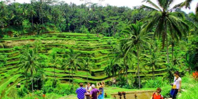 Tegalalang terrace ubud terraces