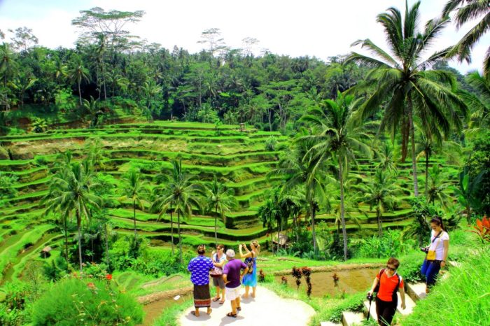 Tegalalang terrace ubud terraces