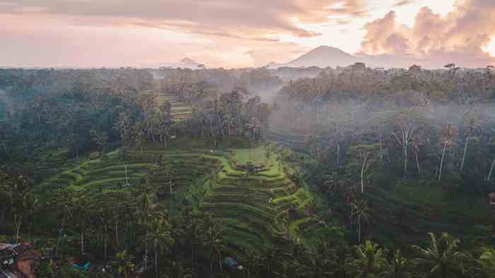 Bing bali ubud tegallalang rice terraces indonesia wallpaper united states falzone michele alamy deutsch 日本 中国 kingdom france canada australia