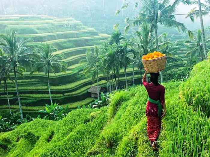 Terasering ubud sawah tegalalang